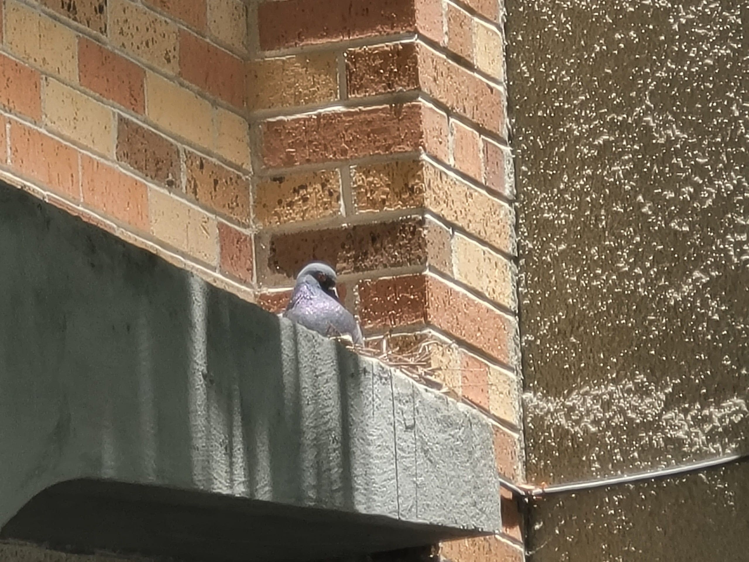 bird nesting on a ledge