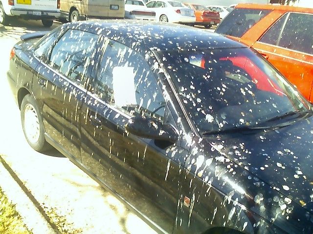 bird poop on car